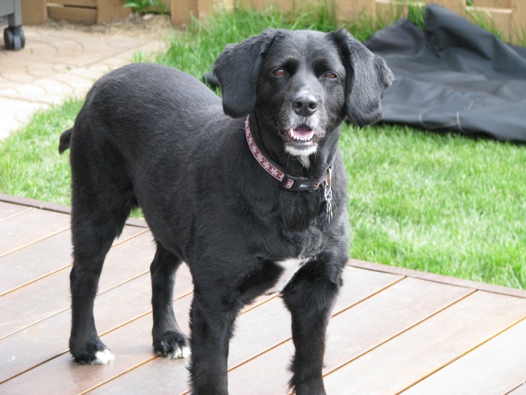 Метис лабрадор персиковый