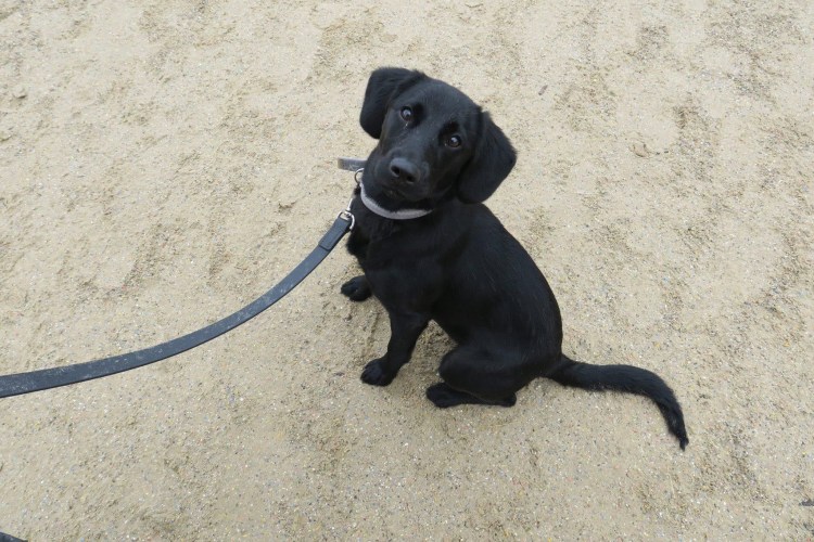 Метис алабая и лабрадора черный