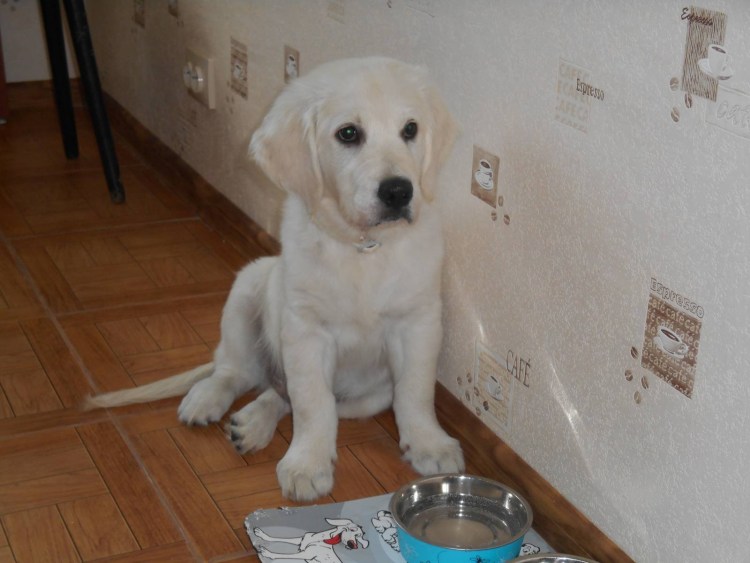 Лабротакса порода