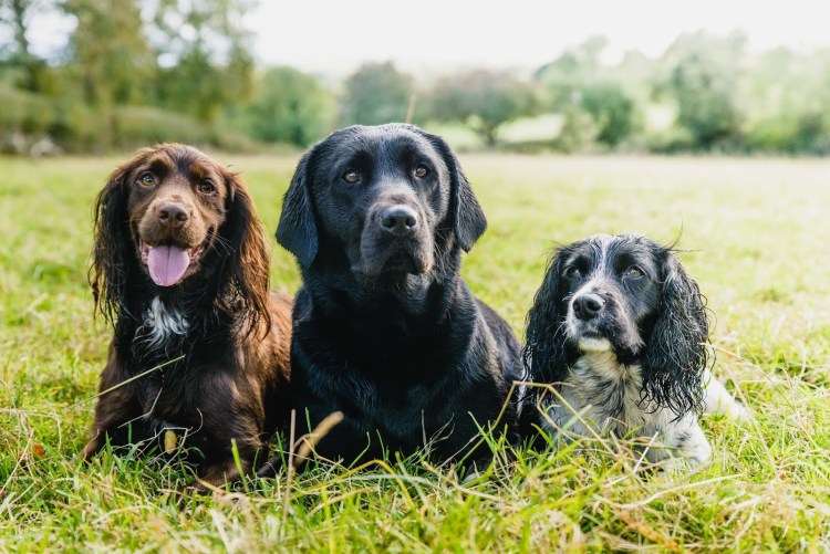 Бигль и лабрадор