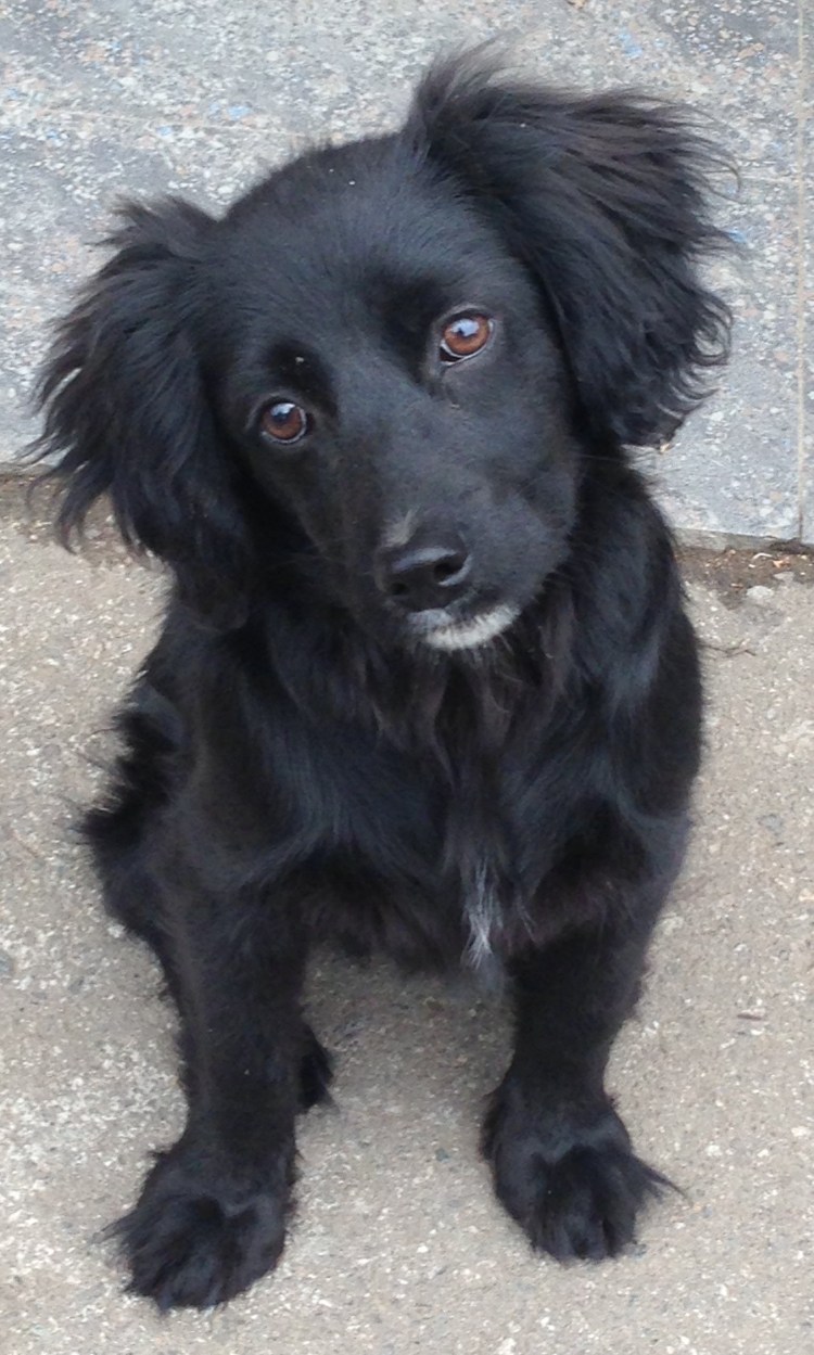 Метис русского спаниеля и лабрадора