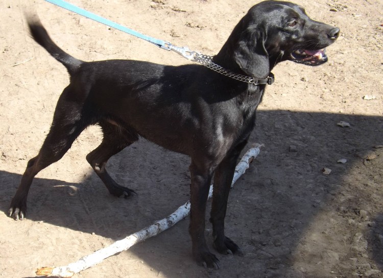 Кокер лабрадор