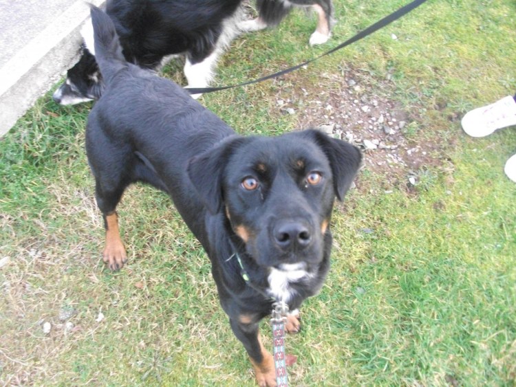 Золотистый кокер ретривер