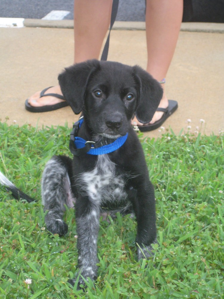 Метис спаниеля