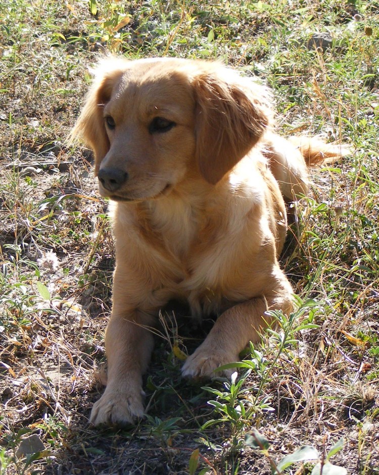 Метис таксы и спаниеля