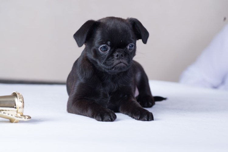 Гриффон Пти брабансон