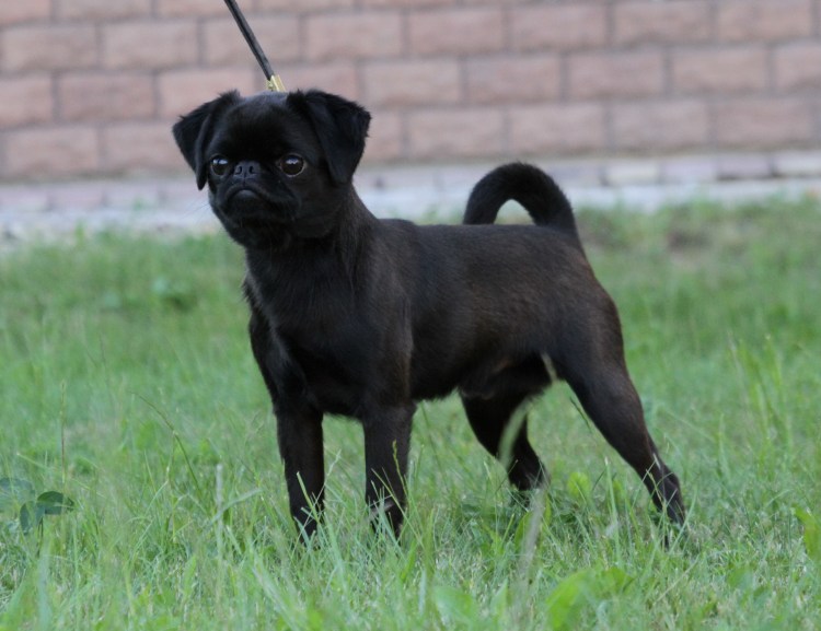 Пти брабансон Лапкинс