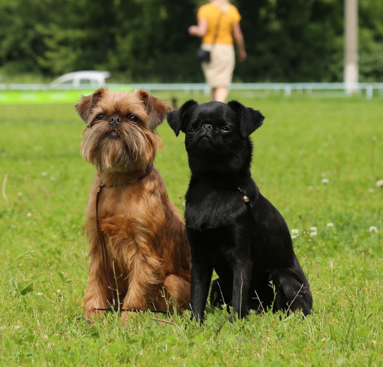 Брюссельский гриффон Пти брабансон