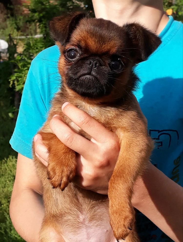 Пти брабансон черный подпалый