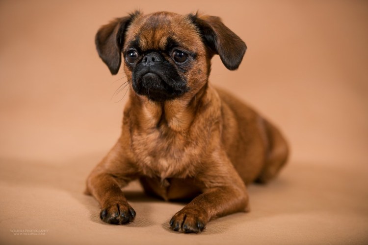 Гриффон Пти брабансон