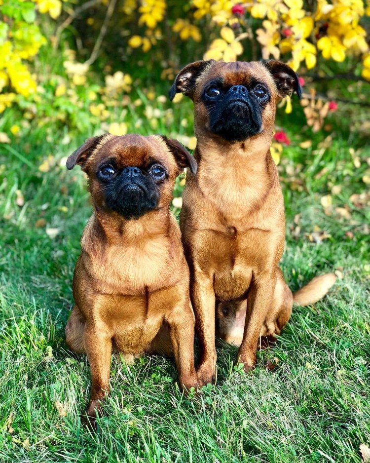 Гриффон Пти брабансон