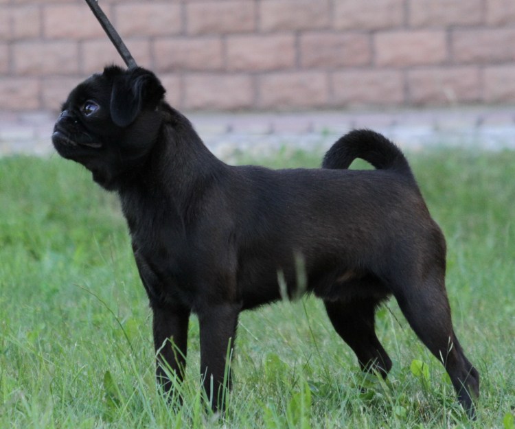 Пти брабансон