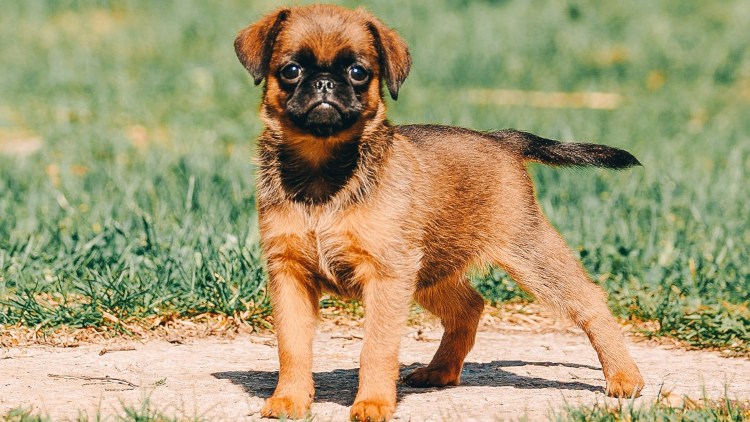 Пти брабансон с человеком