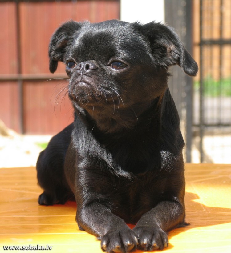 Гриффон Пти брабансон