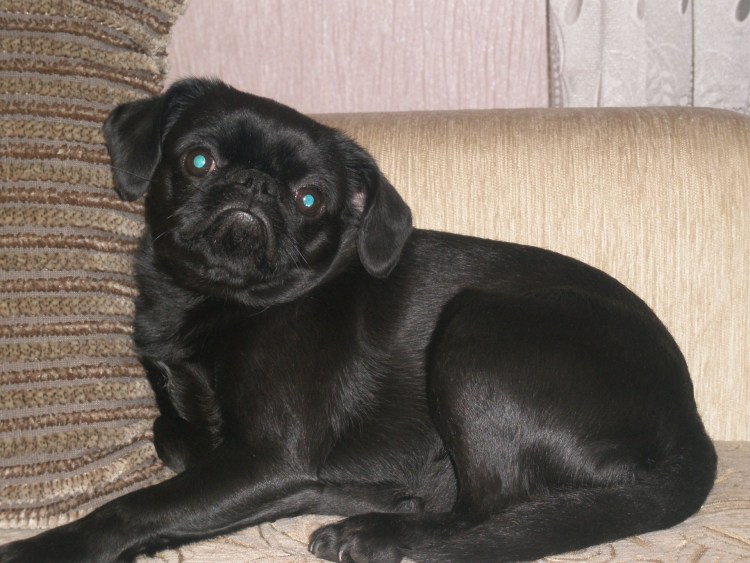 Гриффон Пти брабансон