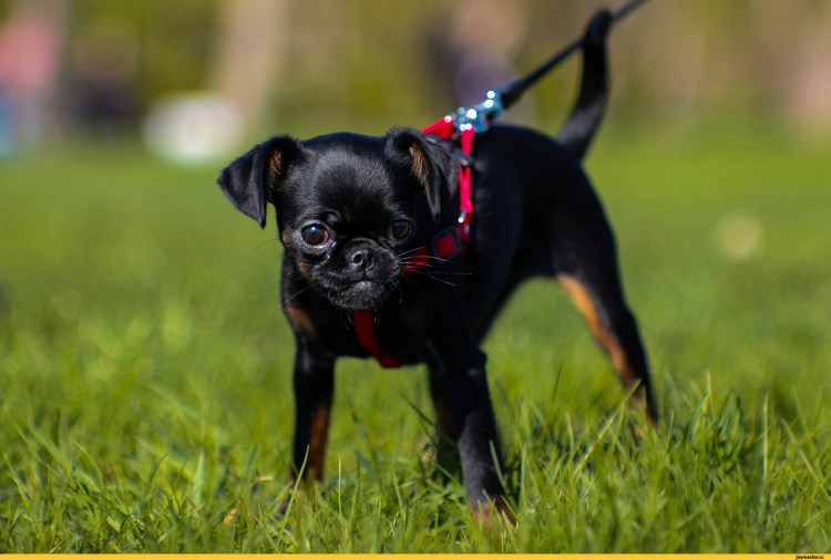 Папины порода собак