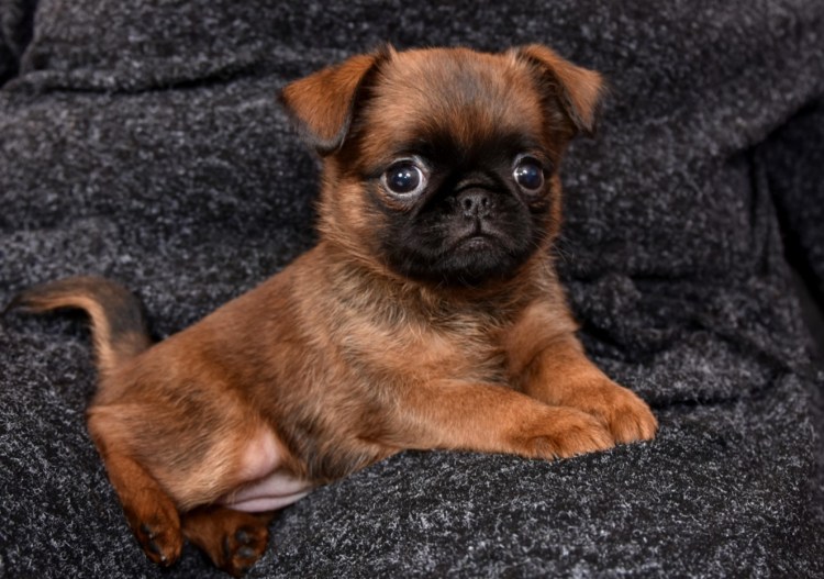 Пти брабансон