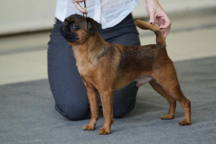 Гриффон Пти брабансон