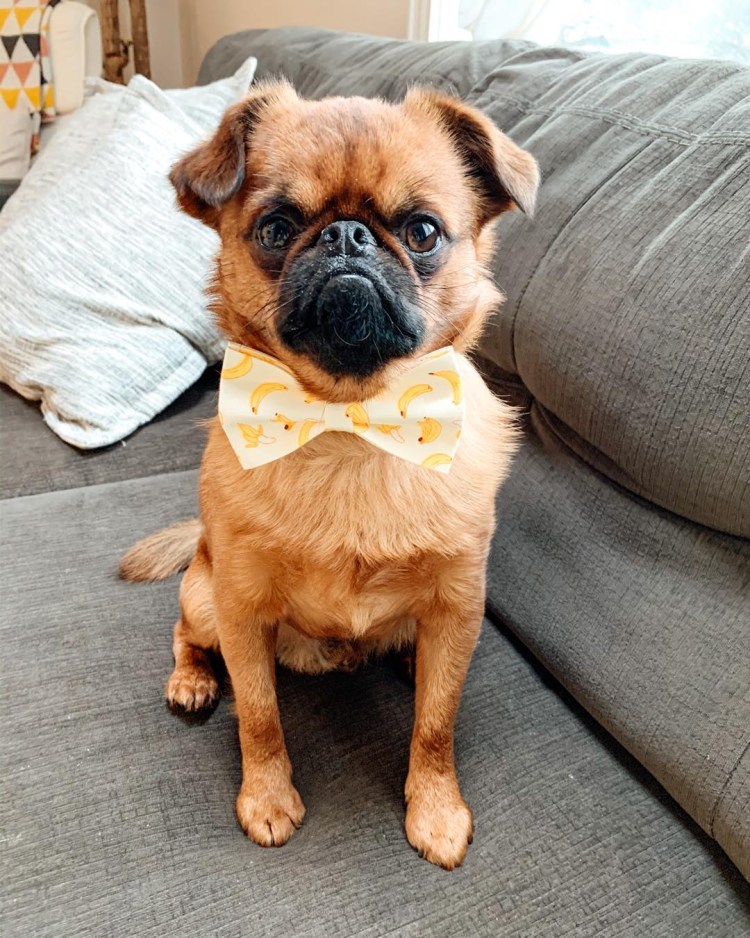 Пти брабансон