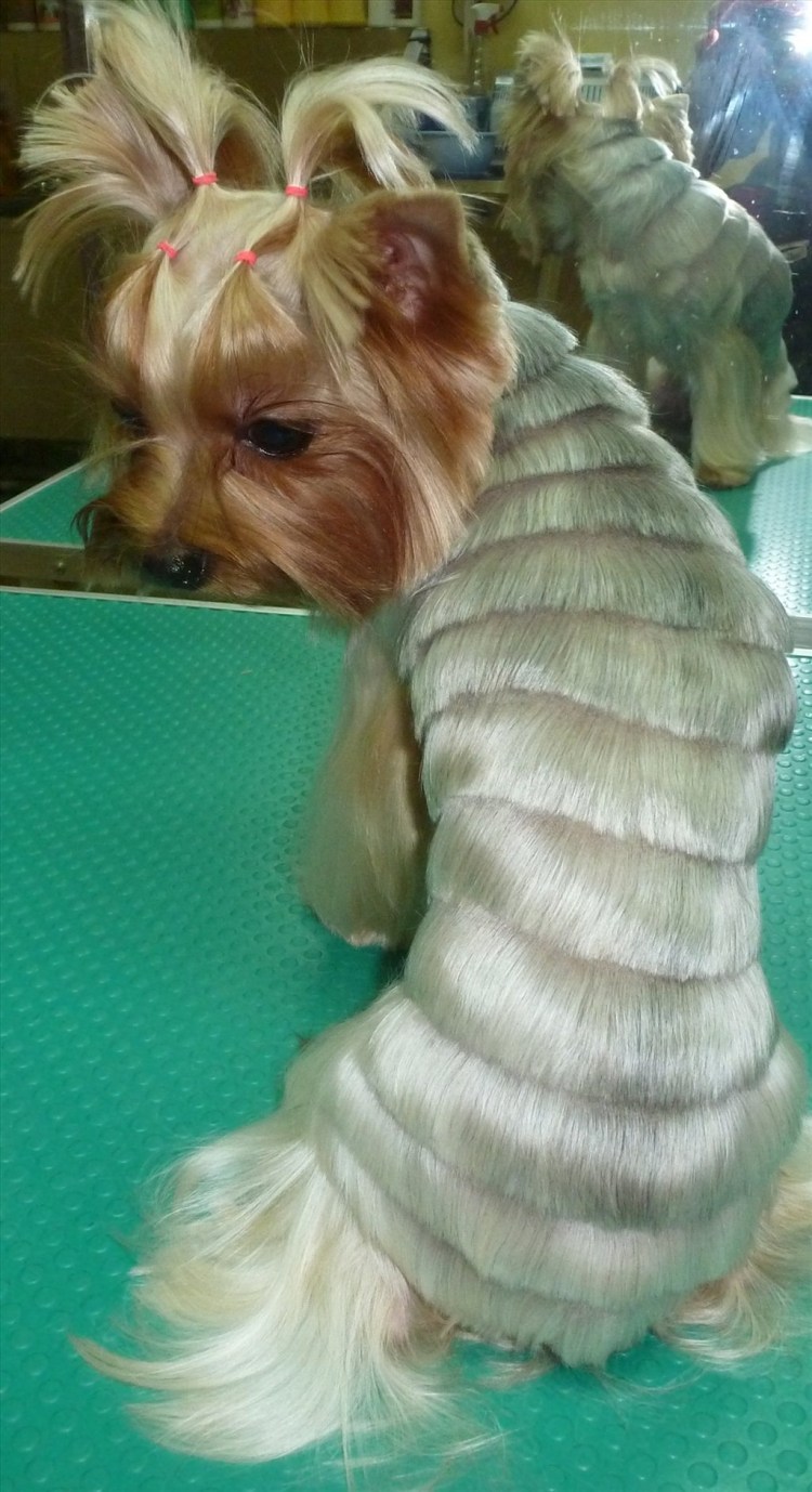 Стрижка Йорка дракончик