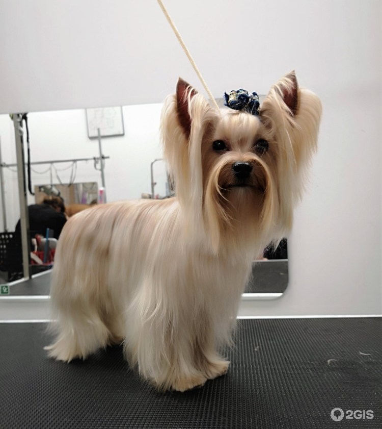 Йорк стрижка Лев