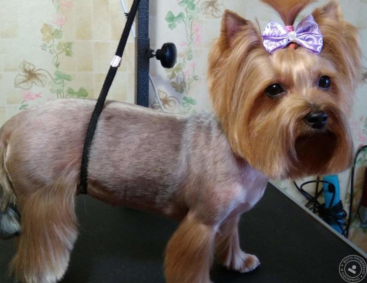 Йорк стрижка Лев