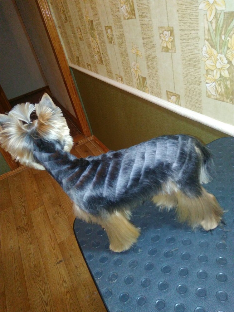 Стрижка йоркширского терьера под шиншиллу