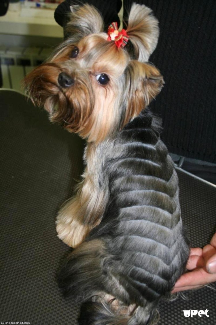 Шиншилла на Йорке