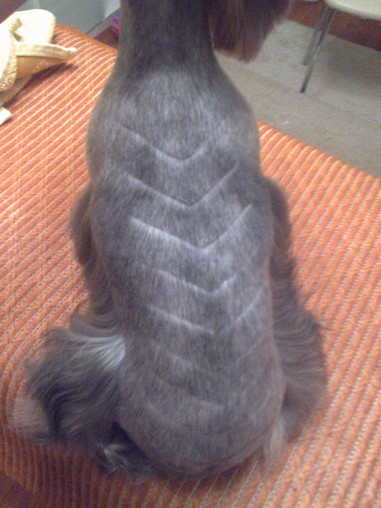 Стрижка шиншилла