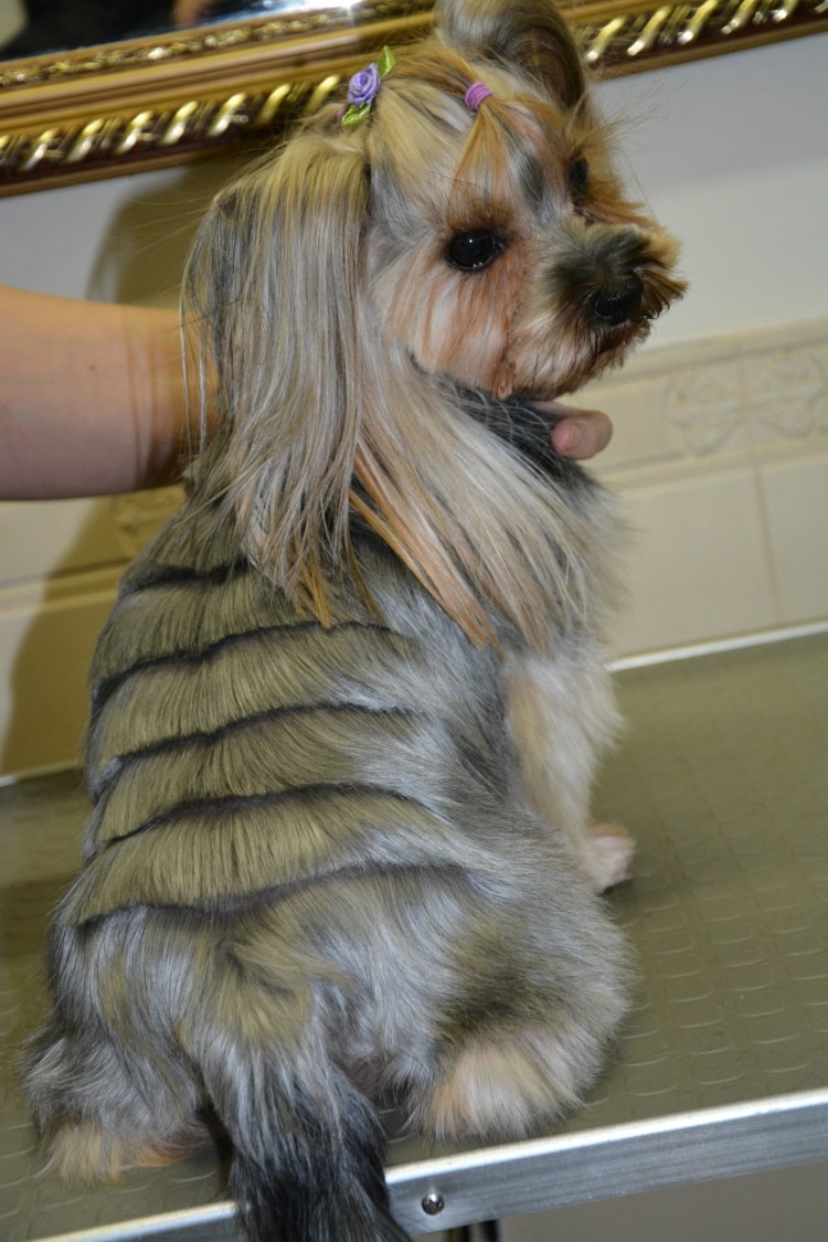 Йорк без шерсти