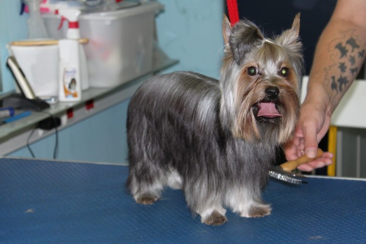 Йоркширский терьер стандарт стрижки