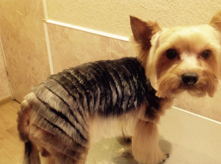 Стрижка Йорка с юбкой