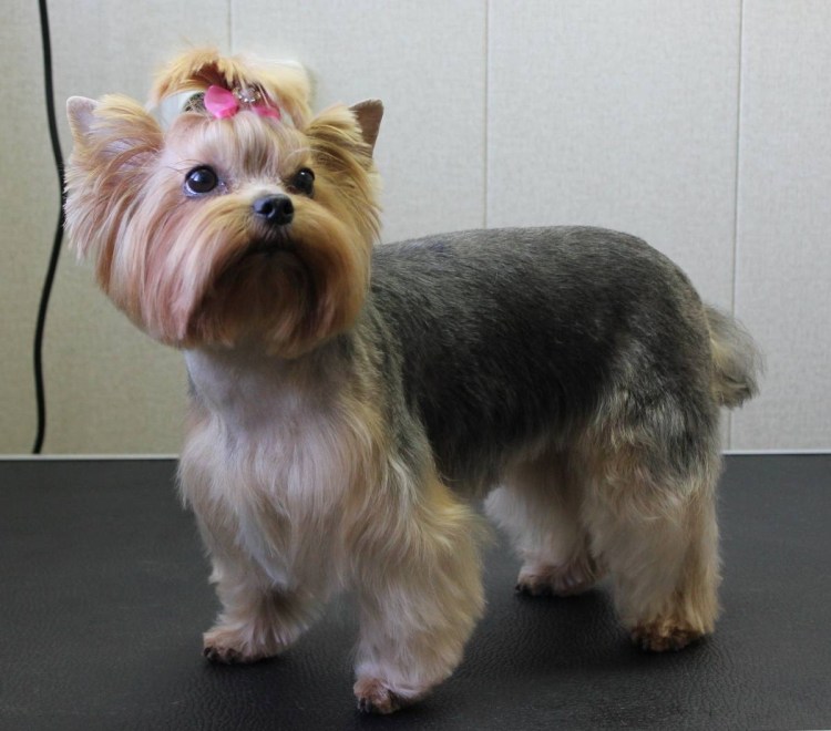 Шиншилка стрижка Йорка.