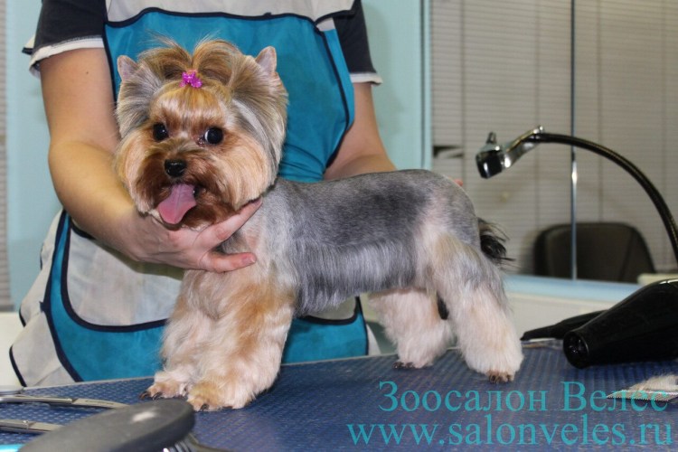 Удлиненные стрижки для Йорка