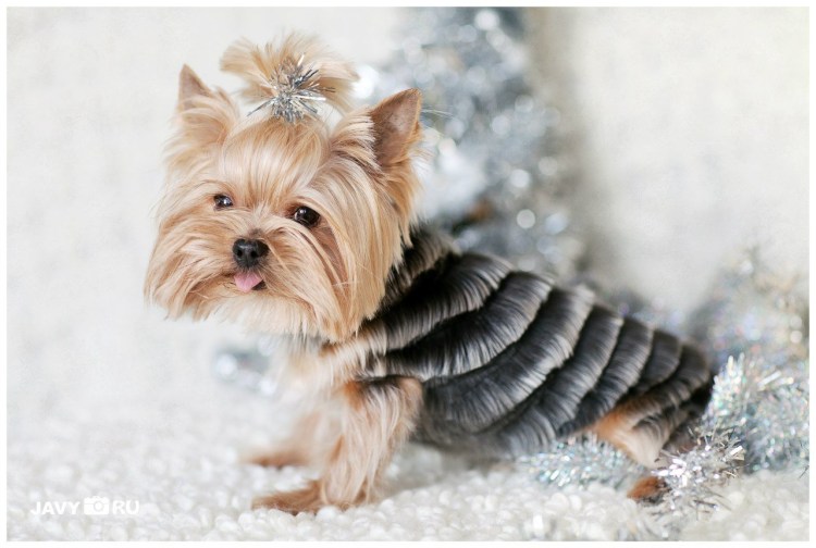 Стрижка Йорка елочкой