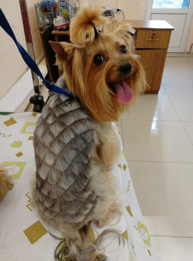 Йоркширский терьер под шиншиллу