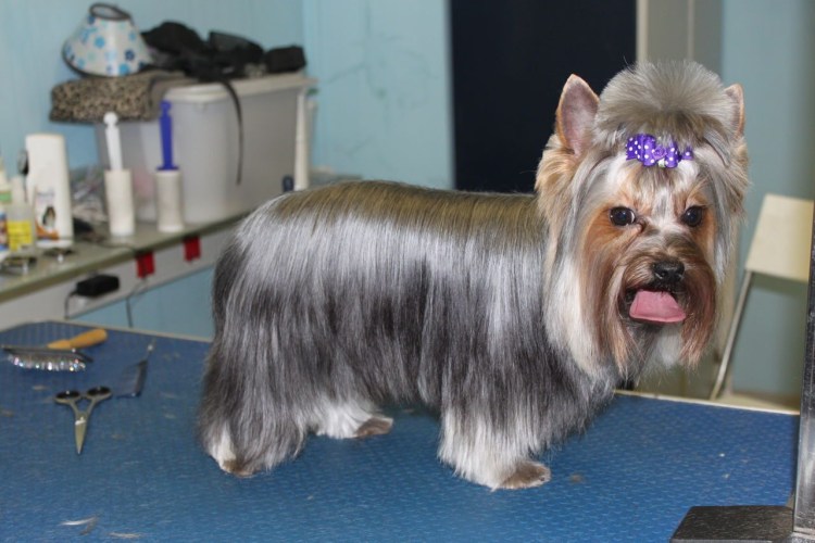 Креативные стрижки йорков