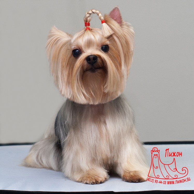 Стрижка Йорка дракончик