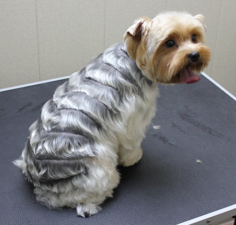 Удлиненные стрижки для Йорка