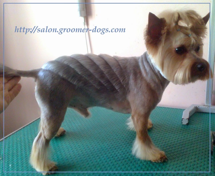 Креатив Йорка под Тигрёнка