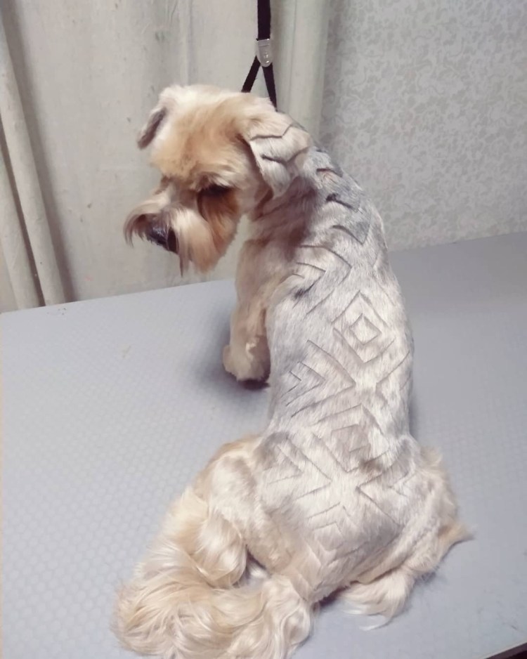 Йоркширский терьер корейская стрижка