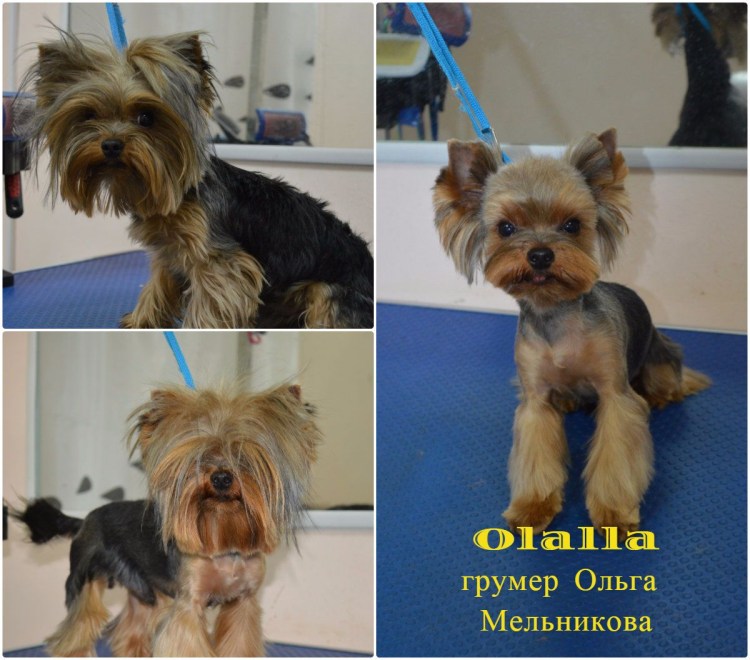 Выстригание узоров на шерсти собак