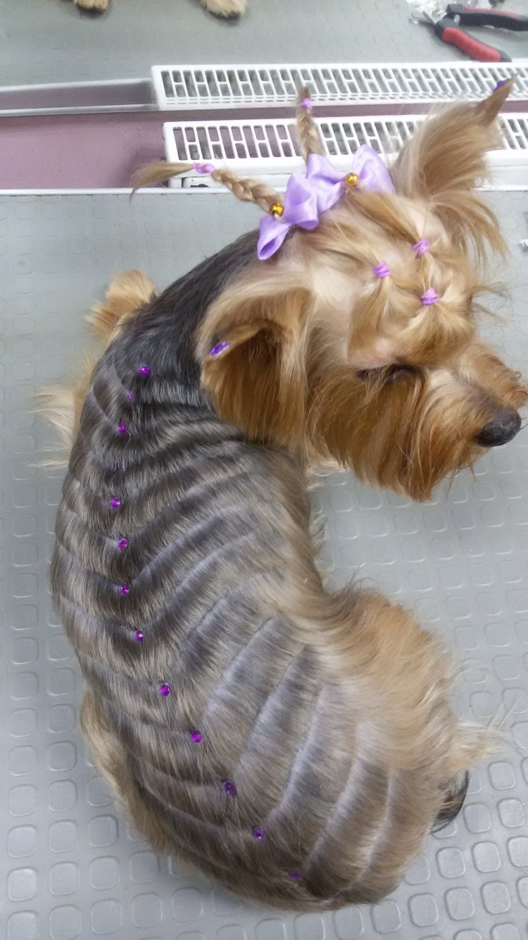 Стрижка Йорка дракончик