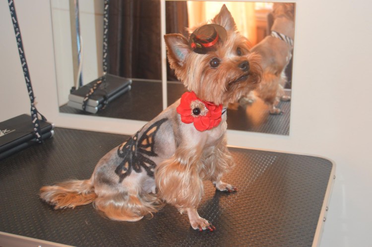 ПЭТ стрижка Йорка