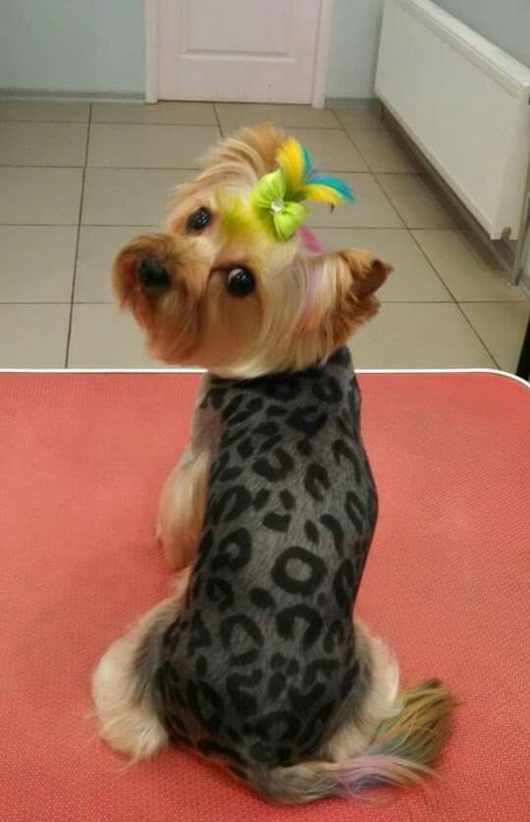 Грумминг Йорка