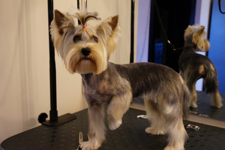 Вислоухий Йоркширский терьер