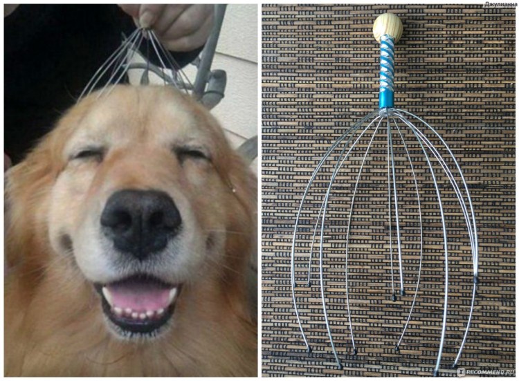 Собака и массажер для головы