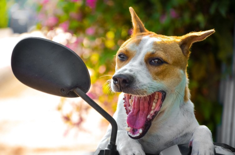 Рука на голове собаки