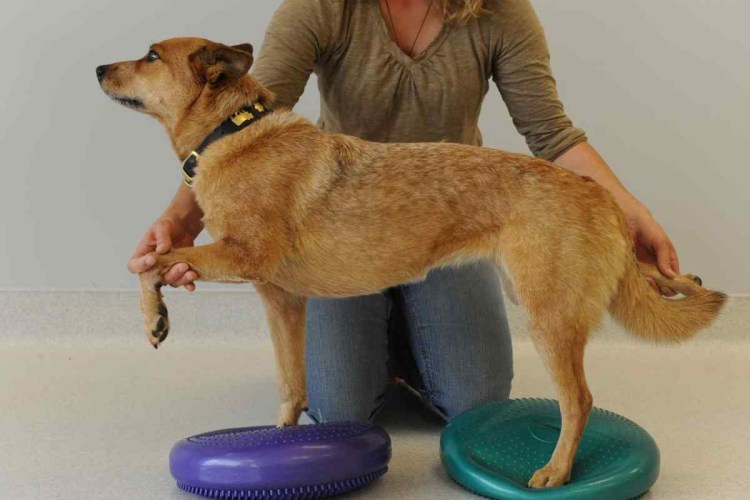 Собаки с четырьмя резцами фото