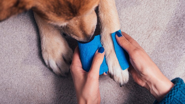 Лечебный массаж животным